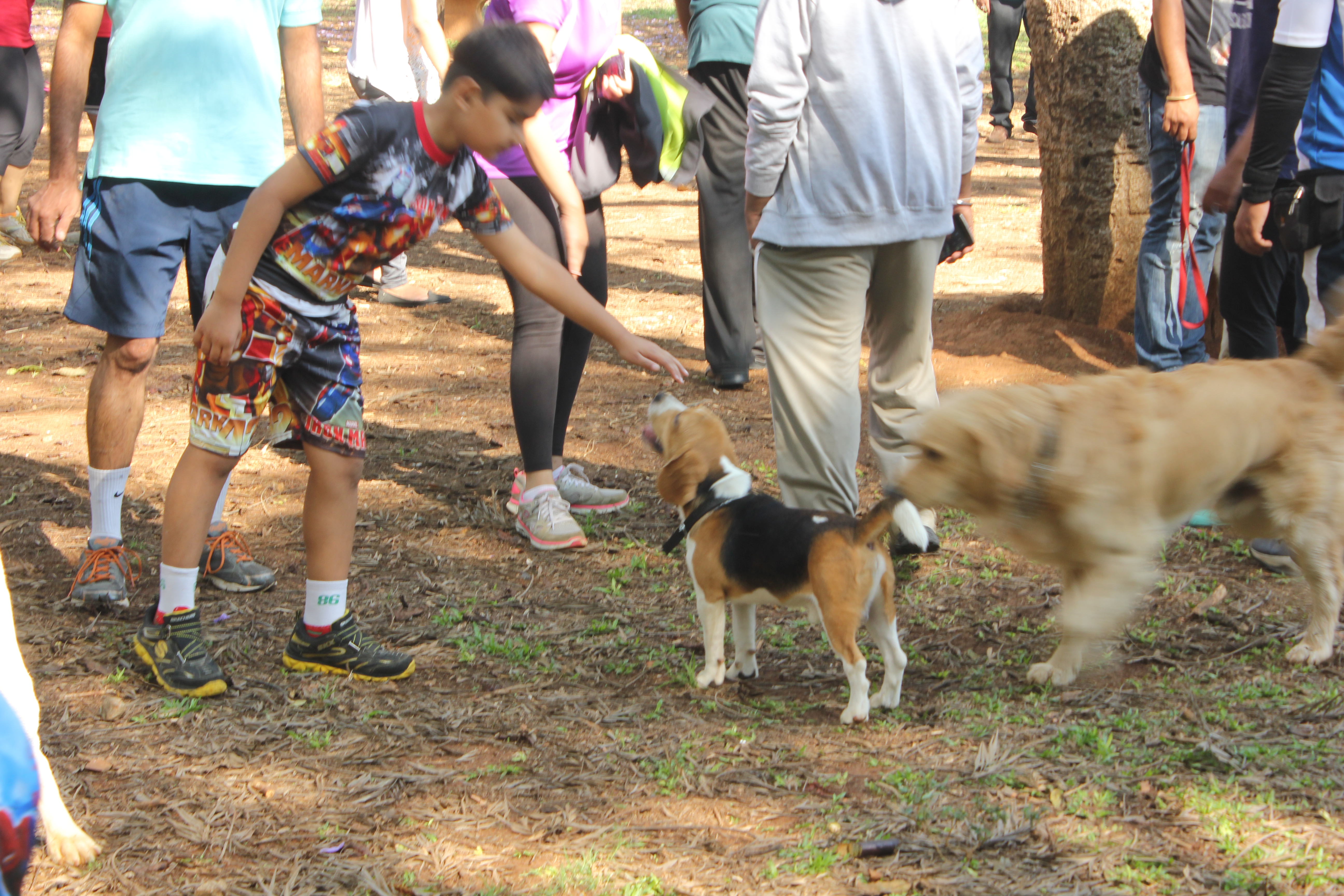 How do I stop my dog from jumping on guests?