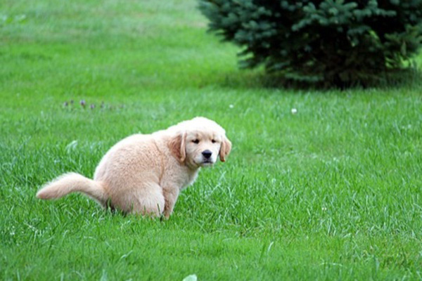 How to Toilet train your Pup