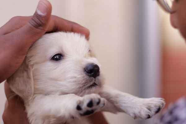 What to do when your puppy vomits?