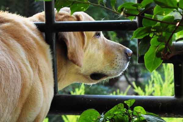 We named him Snowy – Inseparable companion of the Menon’s