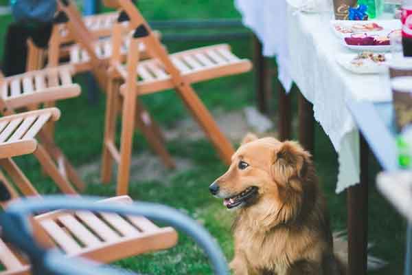 Pet friendly restaurants in Bangalore