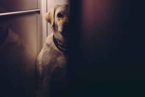 How to cure separation anxiety in dogs