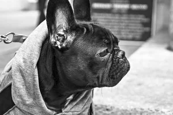 7 ways to take care of your pet during the rainy season