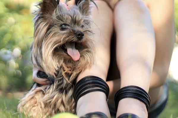 Making boarding stress free for dogs