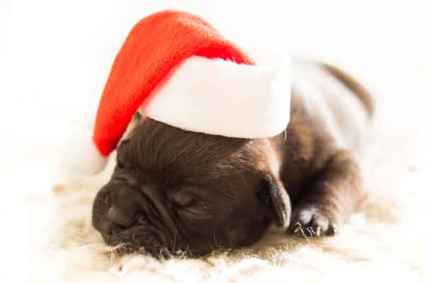4 Ways to Celebrate Christmas with your pet