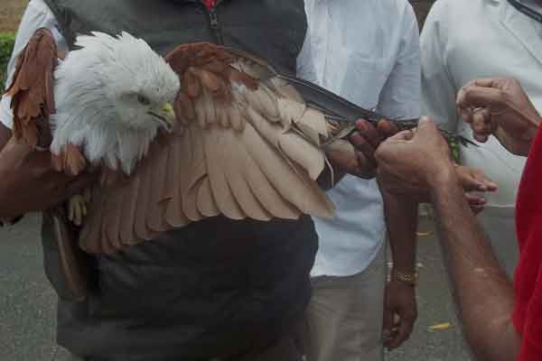Flying Kites Brings Joy, Not to the Lives of Birds