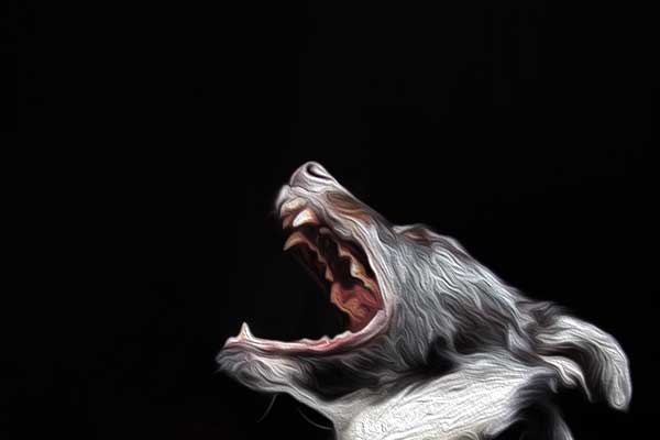 Understanding barking in dogs
