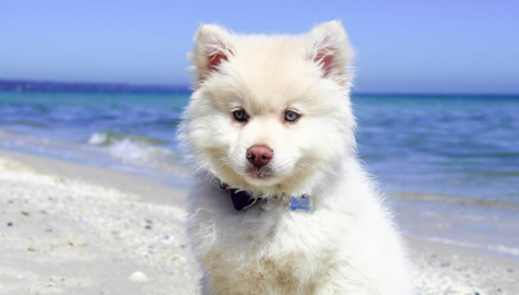 What’s in a pet’s name? ‘Your lifetime bonding, well-being and, hmm, a bit more …’