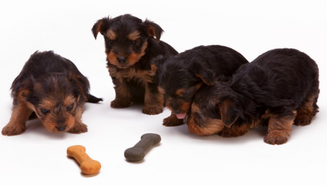 Can dogs recognise their puppies after they are separated?