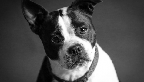 What to feed a dog with diarrhea or stomach upset?
