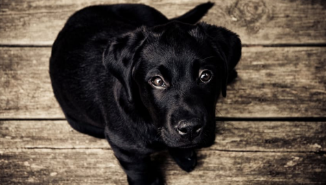How to stop your dog from itching after flea bites?