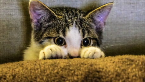 7 Ways your cat shows affection
