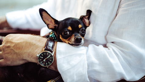 Calcium Deficiency in Dogs