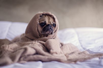 Is it good to let your dog sleep in your bedroom?