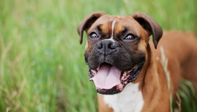 How to protect your dog from fleas and ticks at the park?