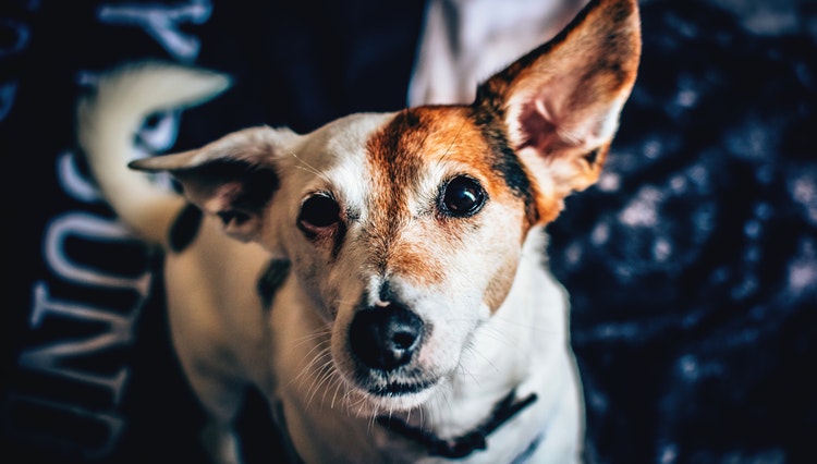 Why adopting a stray dog is a sensible option
