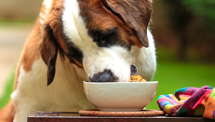 Human-grade meal vs processed food: Is your pet getting a raw deal?