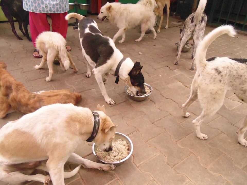 Essential nutrients that your dog can’t miss out on
