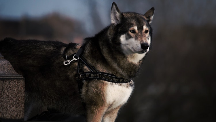 Why does my dog shake? Is it out of fear?