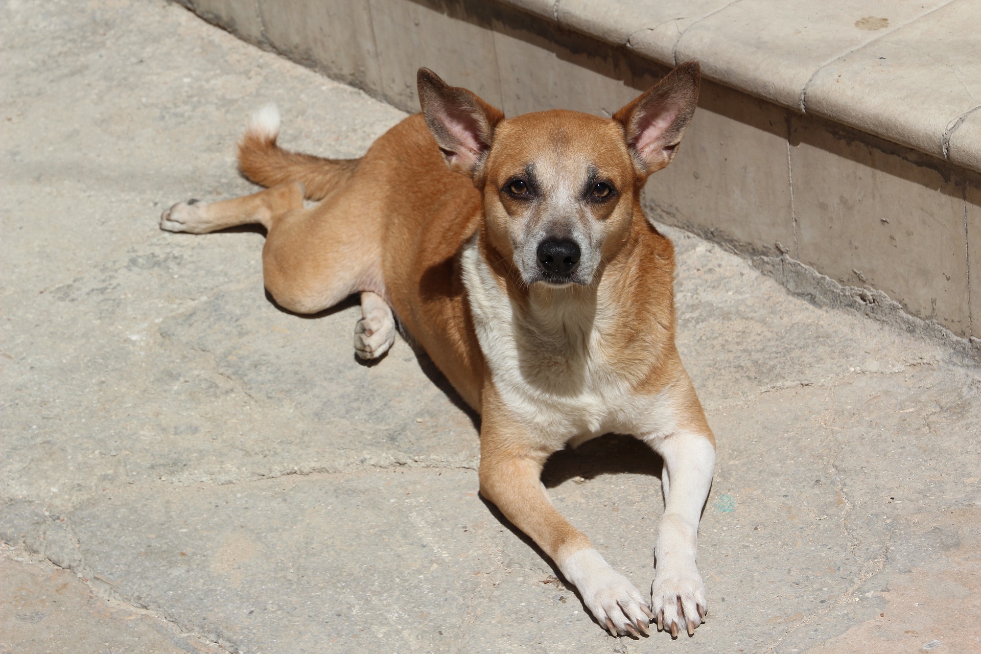 Have your say: Is IIT-K right in banishing stray dogs from its campus?