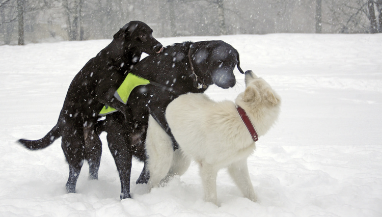 Why do male dogs hump other male dogs?