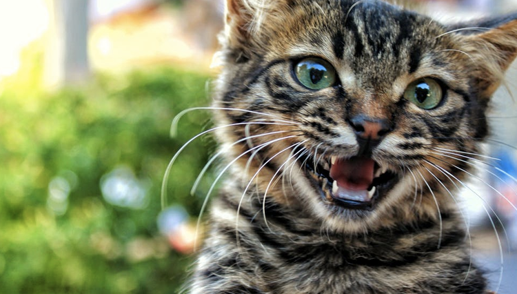 7 Reasons why cats keep meowing