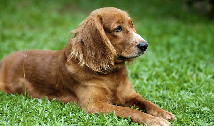 The English Cocker Spaniel dog – Your handsome and energetic buddy