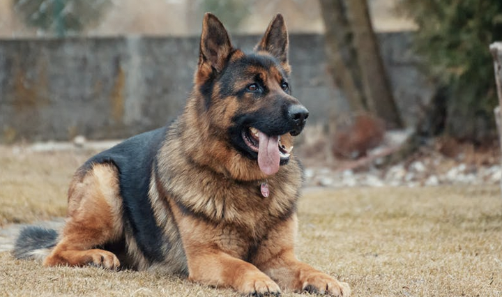 German Shepherd Dog – The highly intelligent one
