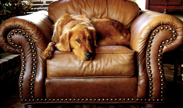 Golden Retriever – the friendliest dog