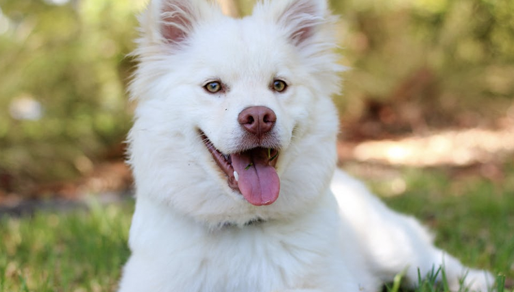 Dogs know when you’re angry or sad, research finds