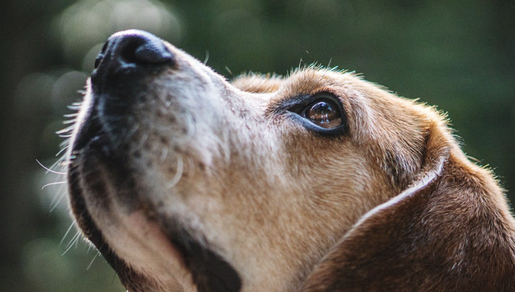 Do dogs grieve the loss of their loved ones?