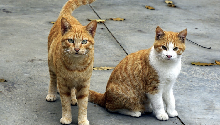 What happens when your cat goes into heat?