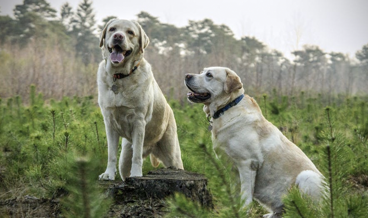 Labrador Retriever – the most popular dog breed
