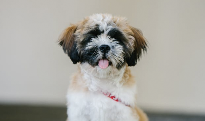 Shih Tzu – Your pint-sized companion