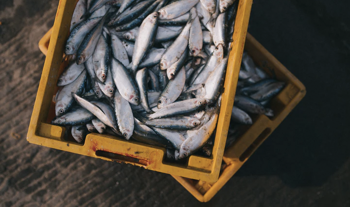 Can dogs eat sardines?