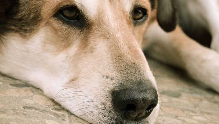 8 Natural ways to treat Glaucoma in dogs