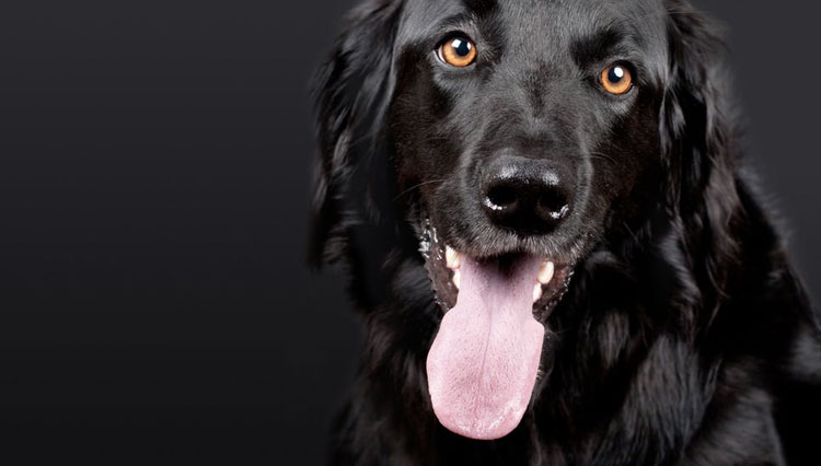 Do dogs sweat?