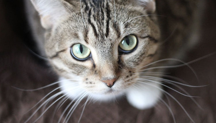 7 Amazing facts about cat’s whiskers