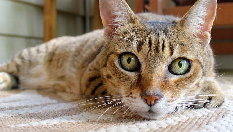 My cat has hot ears! Is he sick?