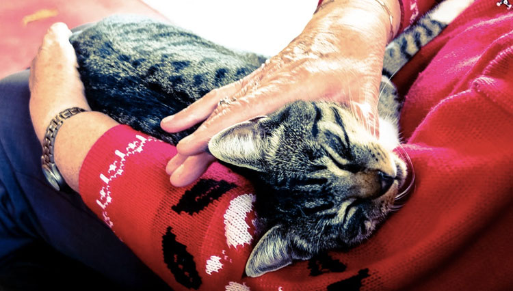 Why do senior cats want more attention?