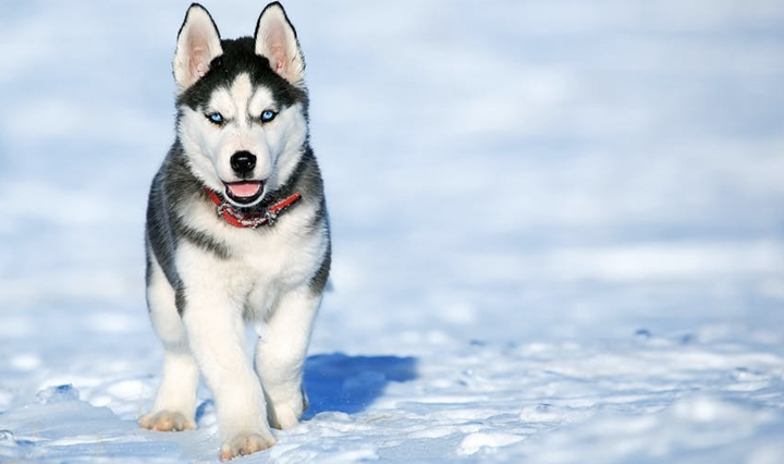 Siberian Husky – The outgoing and mischievous one