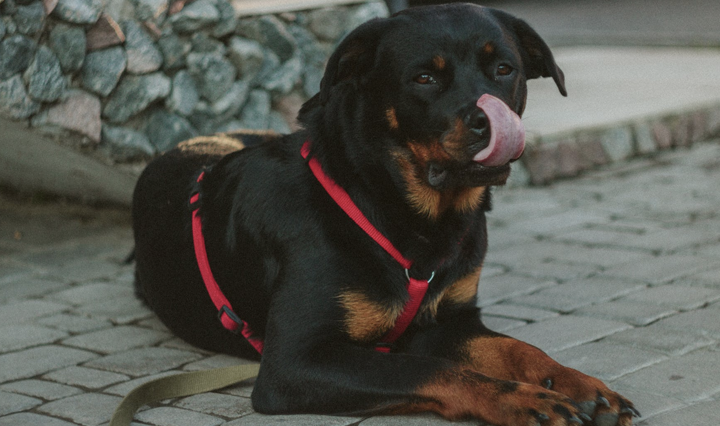 Rottweiler – The loyal guardian