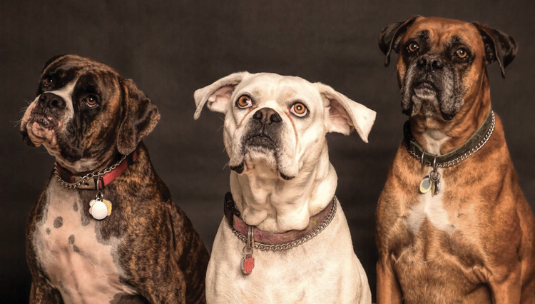 How do dogs know that you are coming home?